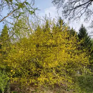 An ACER negundo 'Kelly's Gold' of about 25 years in spring in the Vallonchêne Garden