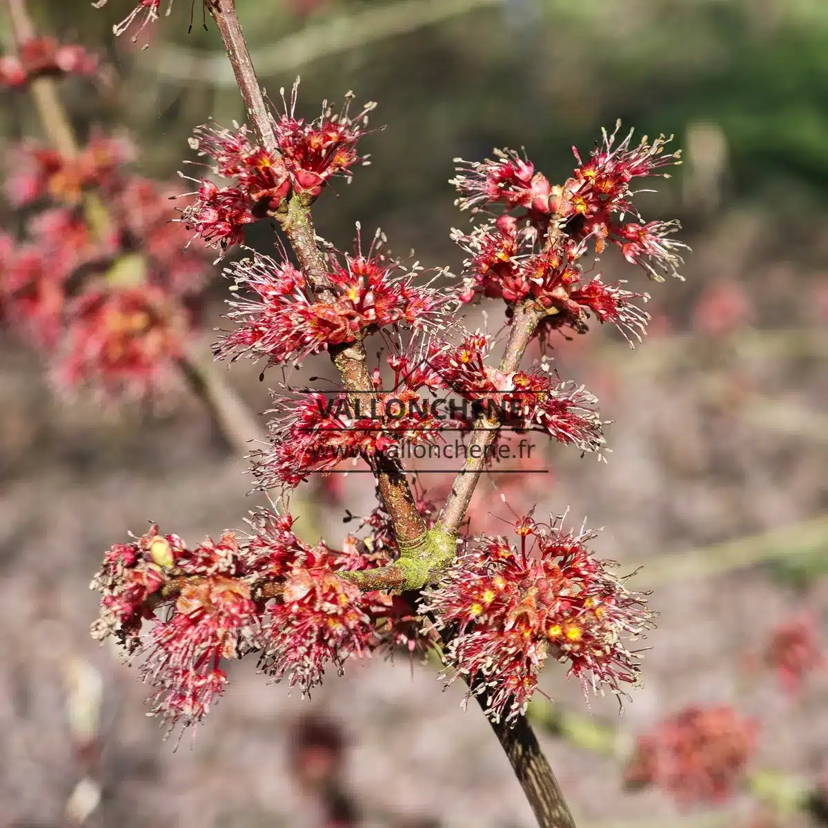 Flowers of ACER rubrum 'Fairview Flame'