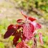 Red foliage of ALCHORNEA davidii in spring Red foliage of ALCHORNEA davidii in spring