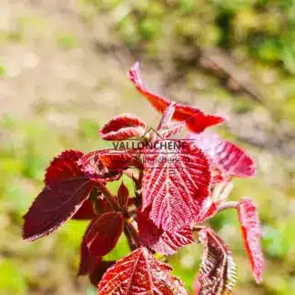 Red foliage of ALCHORNEA davidii in spring