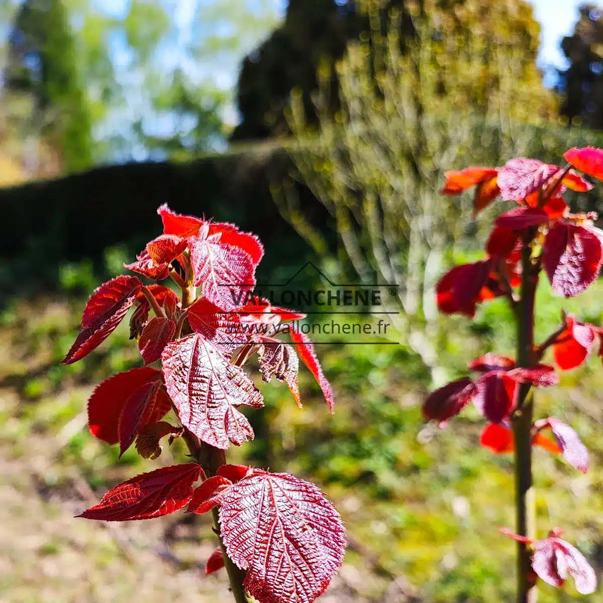 Red leaves of ALCHORNEA davidii during bud burst