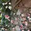 Geöffnete weiße Blüten und rosafarbene Blütenknospen des CAMELLIA 'Cupido'