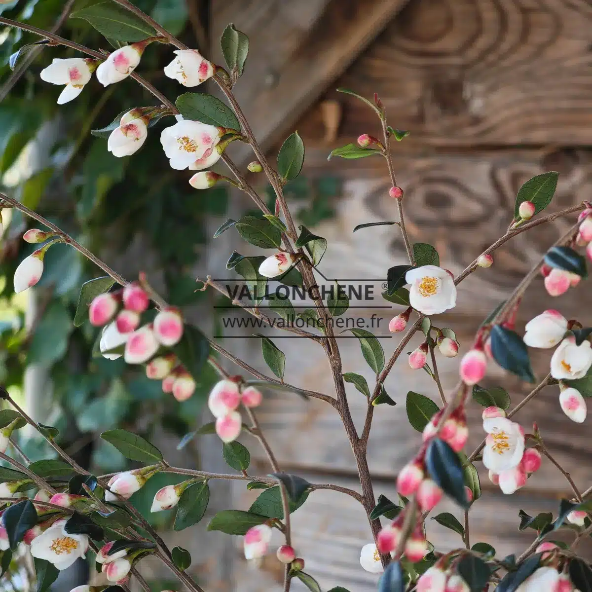Flores blancas abiertas y botones florales rosados del CAMELLIA 'Cupido'