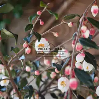Geöffnete weiße Blüten und rosafarbene Blütenknospen des CAMELLIA 'Cupido'