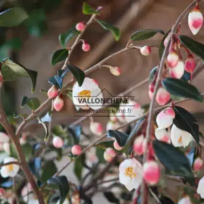 Geöffnete weiße Blüten und rosafarbene Blütenknospen des CAMELLIA 'Cupido'