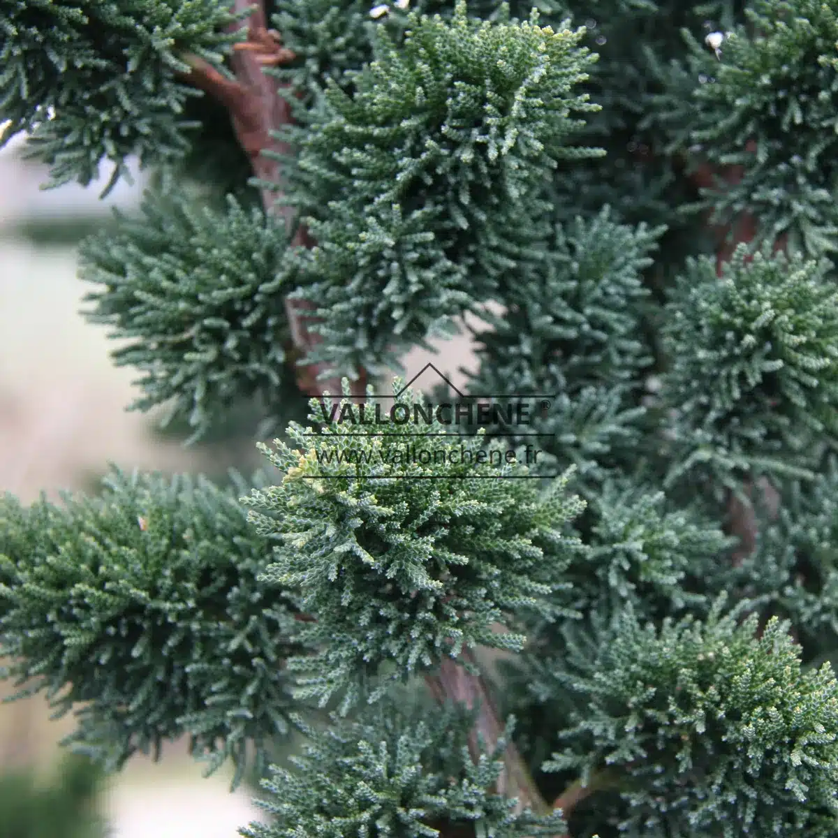 Close-up of blue foliage of CHAMAECYPARIS lawsoniana 'Wissel's Saguaro'