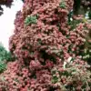 Beginning of flowering of CHAMAECYPARIS lawsoniana 'Wissel's Saguaro' Beginning of flowering of CHAMAECYPARIS lawsoniana 'Wissel's Saguaro'