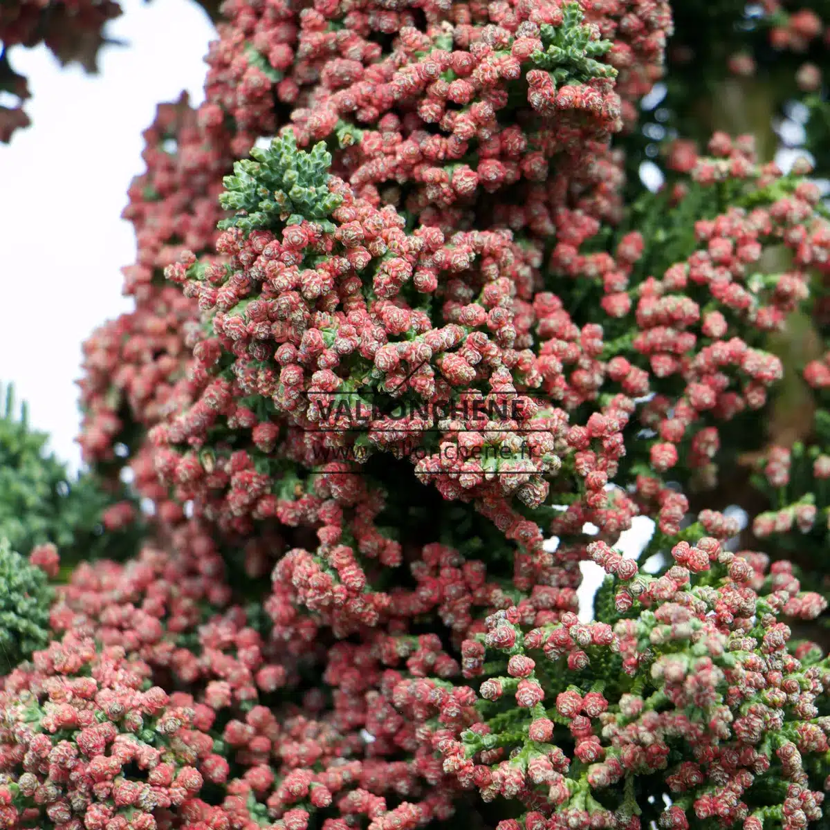 Beginning of flowering of CHAMAECYPARIS lawsoniana 'Wissel's Saguaro'
