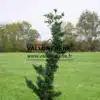 Upright shape of CHAMAECYPARIS lawsoniana 'Wissel's Saguaro' Upright shape of CHAMAECYPARIS lawsoniana 'Wissel's Saguaro'