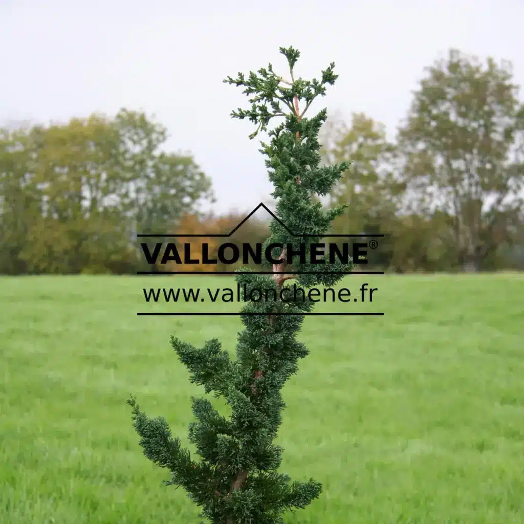 CHAMAECYPARIS lawsoniana 'Wissel's Saguaro'