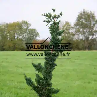Graphisme élancé du CHAMAECYPARIS lawsoniana 'Wissel's Saguaro'