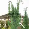 Very vertical branches of CHAMAECYPARIS lawsoniana 'Wissel's Saguaro' Very vertical branches of CHAMAECYPARIS lawsoniana 'Wissel's Saguaro'
