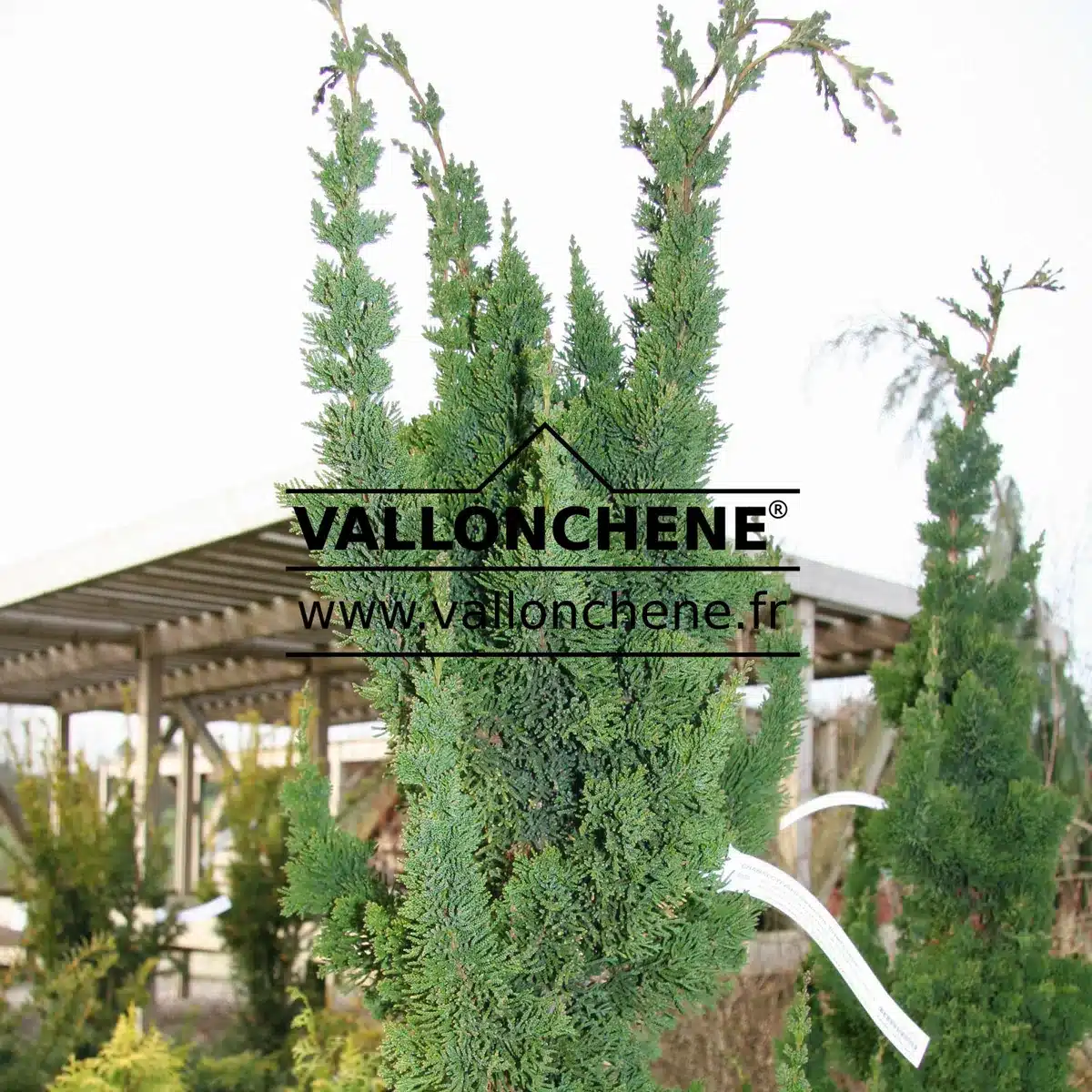 Very vertical branches of CHAMAECYPARIS lawsoniana 'Wissel's Saguaro'