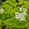 Starting white flowers and green leaves with bright yellow border of CORNUS x rutgersensis 'Celestial Shadow' Starting white flowers and green leaves with bright yellow border of CORNUS x rutgersensis 'Celestial Shadow'