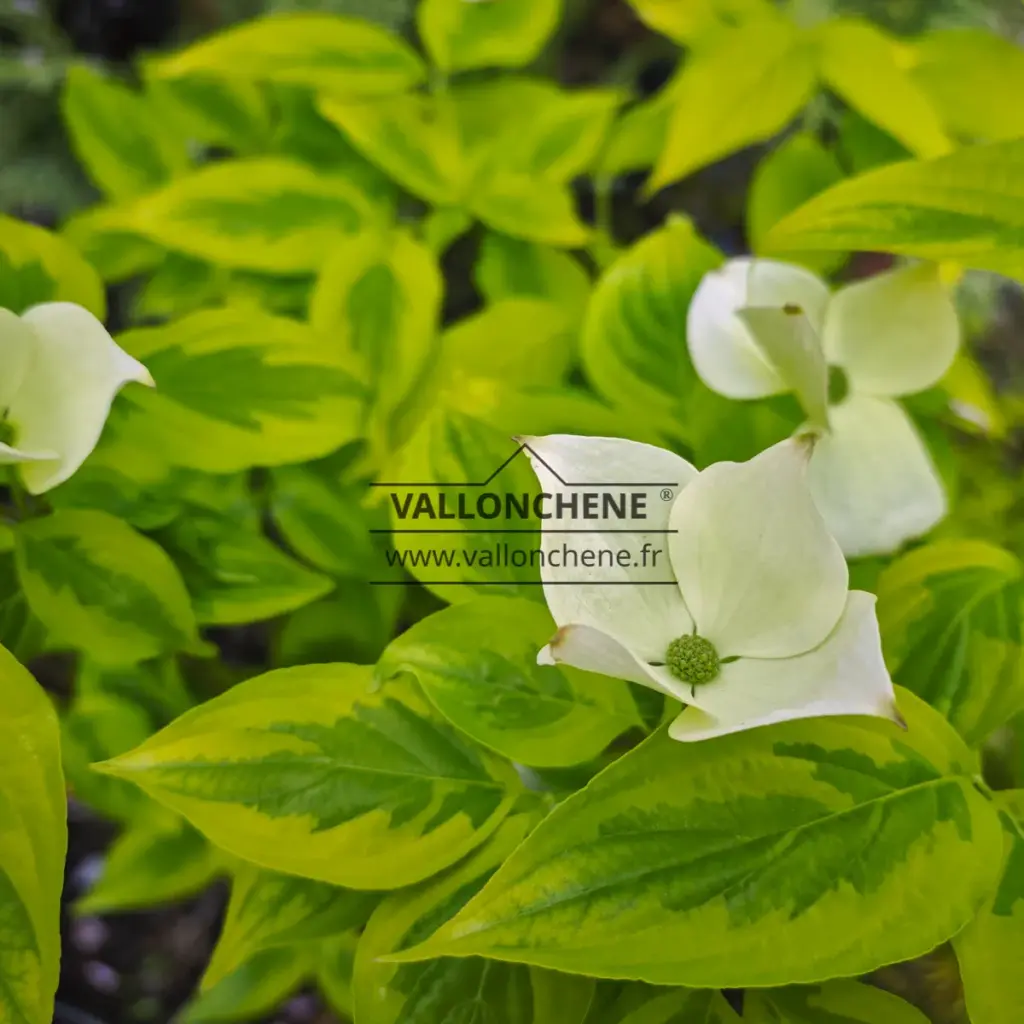 Starting white flowers and green leaves with bright yellow border of CORNUS x rutgersensis 'Celestial Shadow'