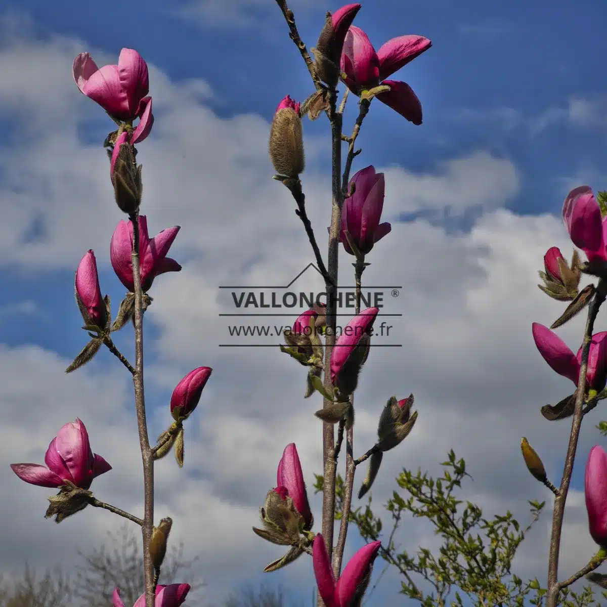 Multitude of dark flower buds of the MAGNOLIA 'Livingstone'