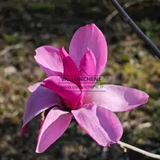 Open flower of MAGNOLIA 'Livingstone'