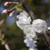 Fleurs blanches du PRUNUS avium 'Plena' en train de s'ouvrir