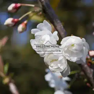 Fleurs blanches du PRUNUS avium 'Plena' en train de s'ouvrir