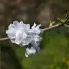 Fleurs blanches ouvertes du PRUNUS avium 'Plena'