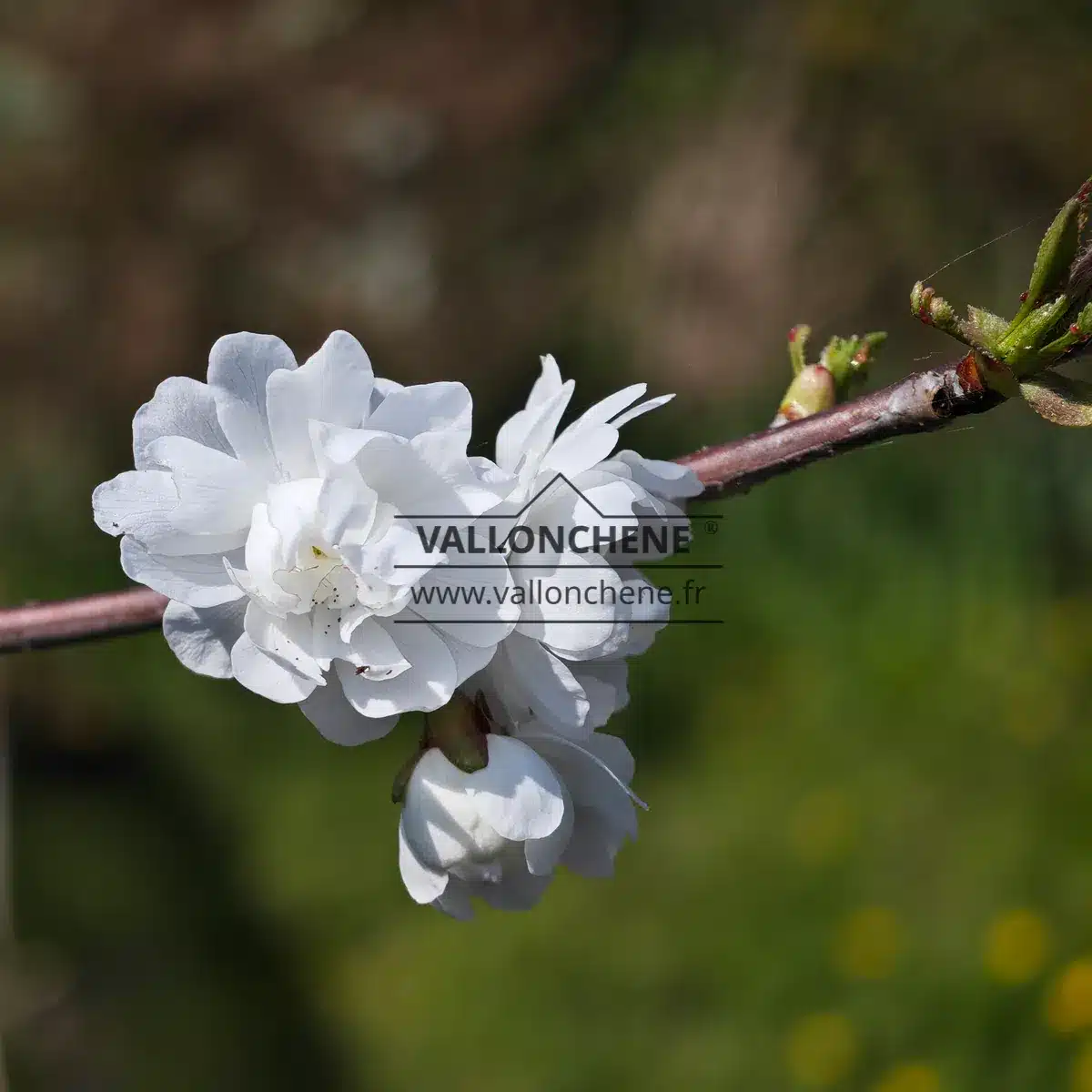 Fleurs blanches ouvertes du PRUNUS avium 'Plena'