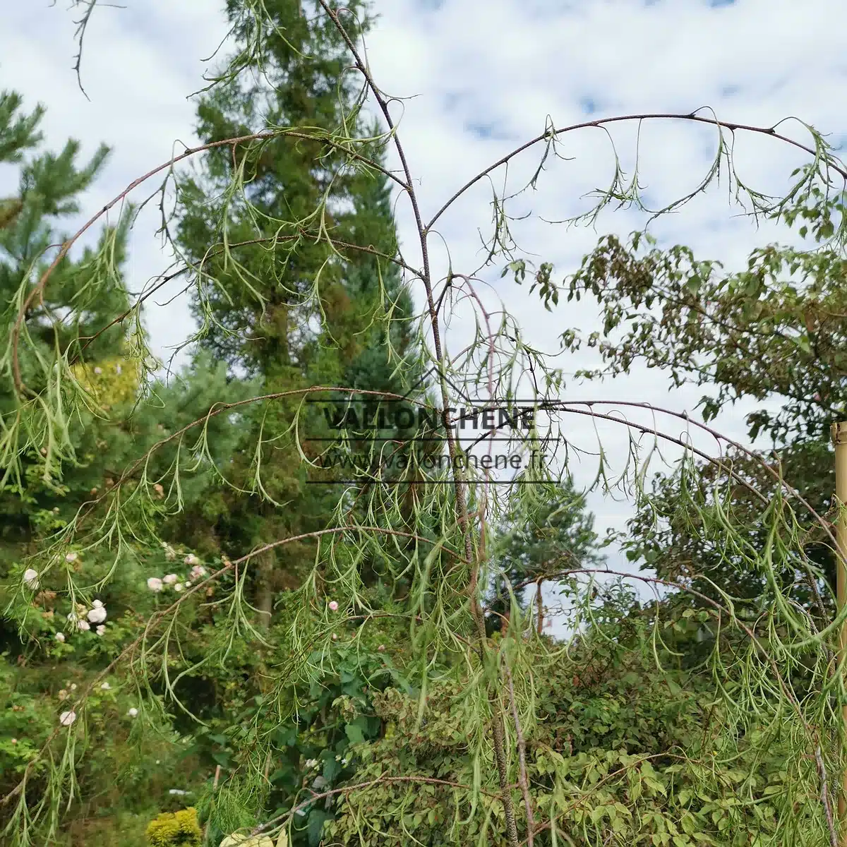 Follaje y ramas caídas de Betula pendula ssp. pendula 'Karaca' (R)