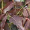 Feuillage pourpre du JUGLANS regia 'Purpurea'