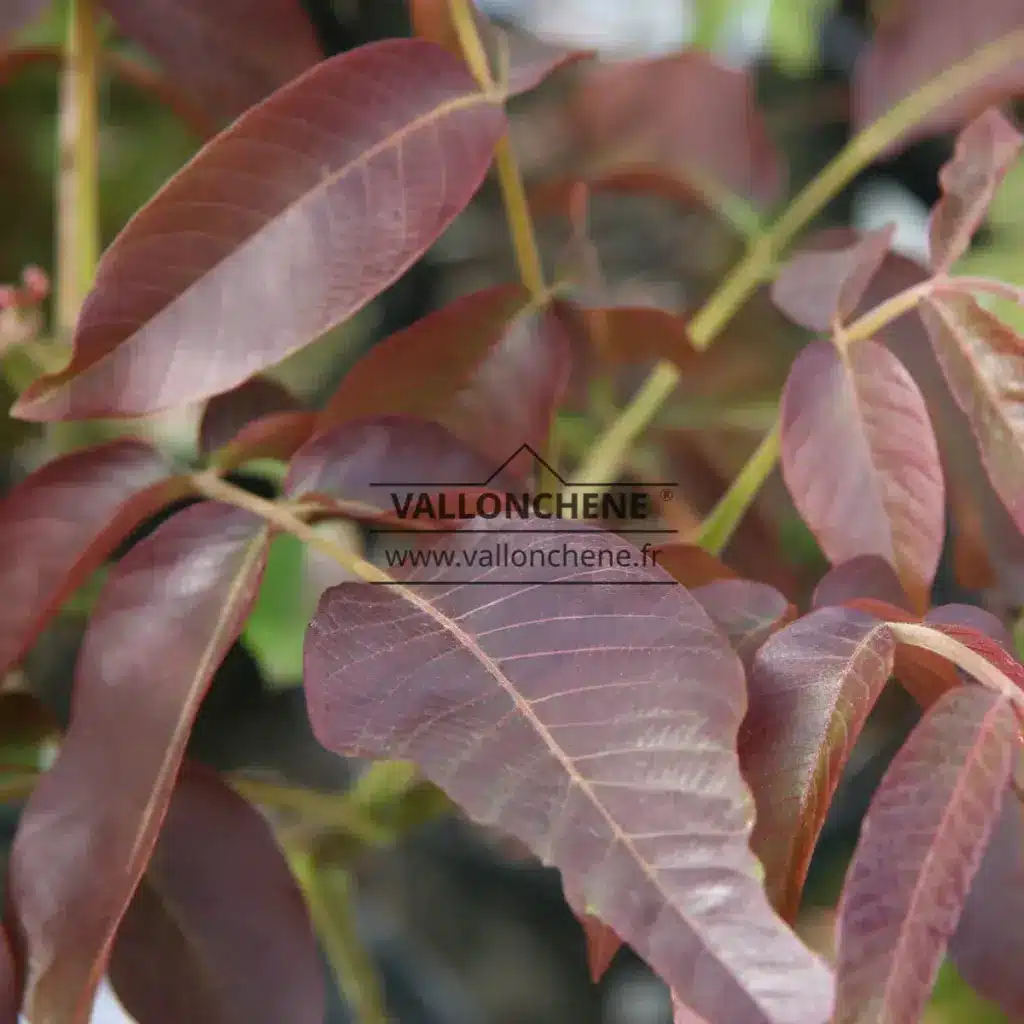 Purple foliage of JUGLANS regia 'Purpurea'