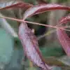 Jolie teinte pourpre foncé du JUGLANS regia 'Purpurea'