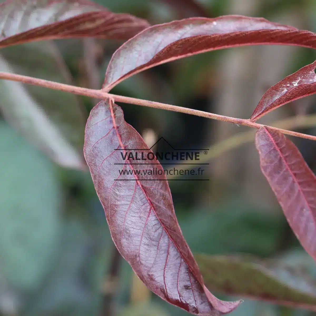 Beautiful dark purple shade of JUGLANS regia 'Purpurea'