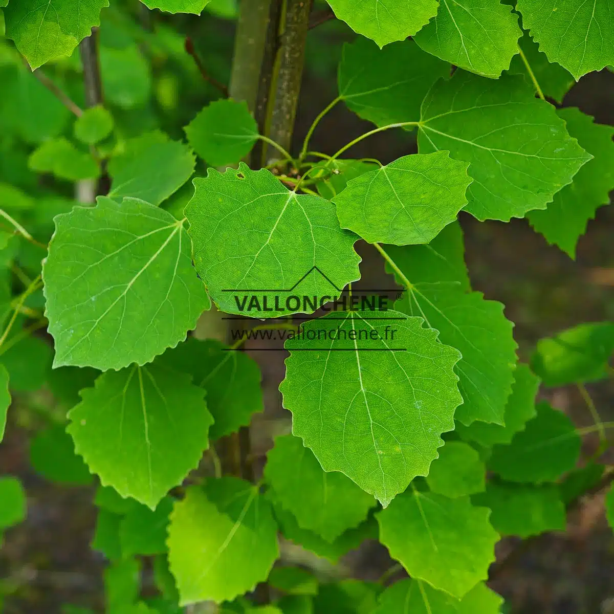 Close-up of the foliage of POPULUS tremula 'Erecta' (Fastigiata)