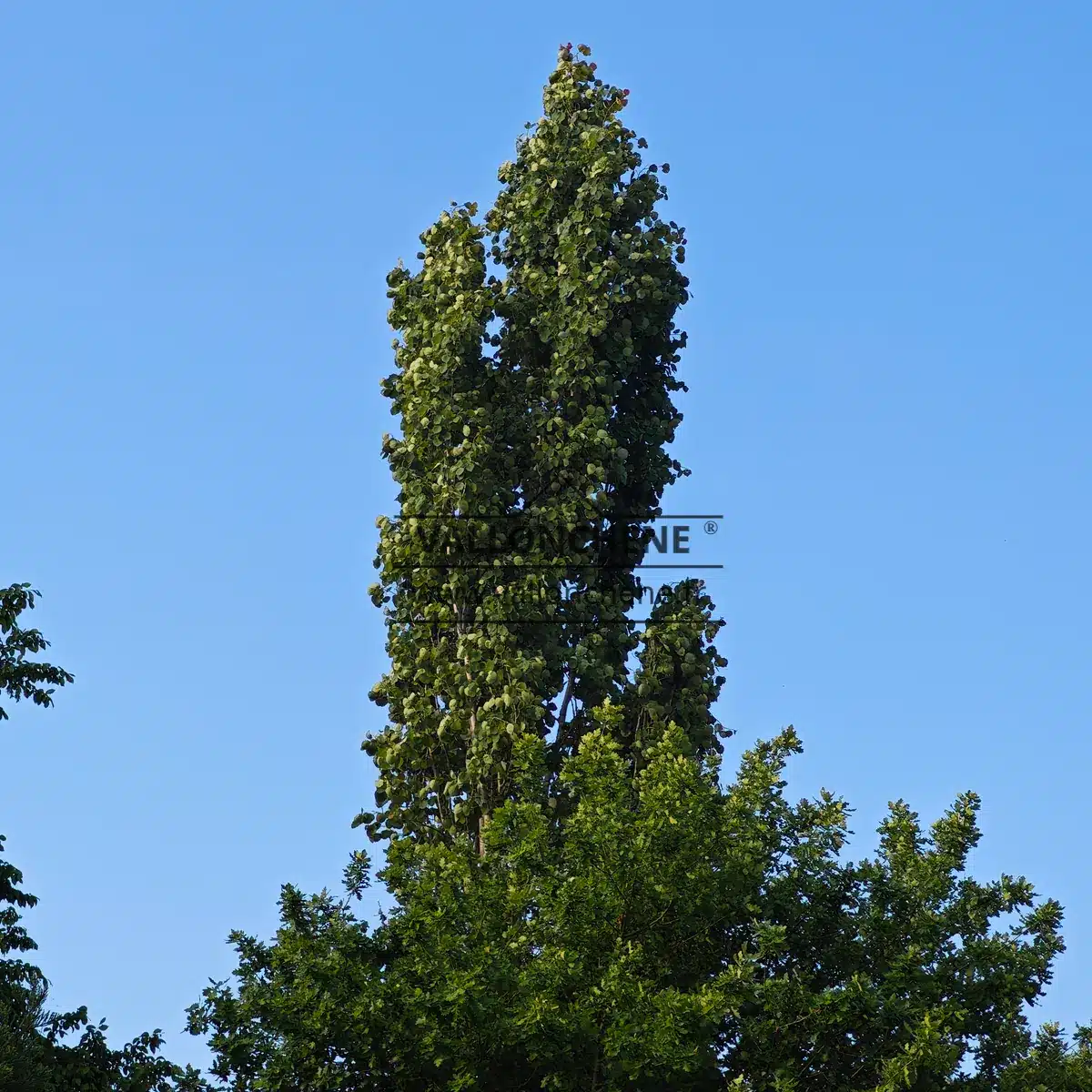 Vertical silhouette of POPULUS tremula 'Erecta' (Fastigiata)