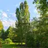 Deux POPULUS tremula 'Erecta' (Fastigiata) avec une emprise au sol très réduite Deux POPULUS tremula 'Erecta' (Fastigiata) avec une emprise au sol très réduite