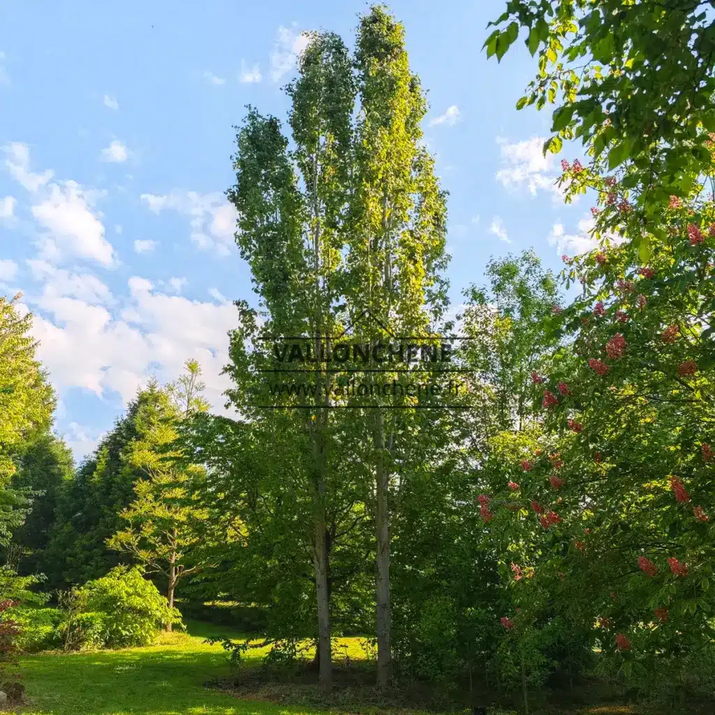 Two POPULUS tremula 'Erecta' (Fastigiata) with a very small footprint