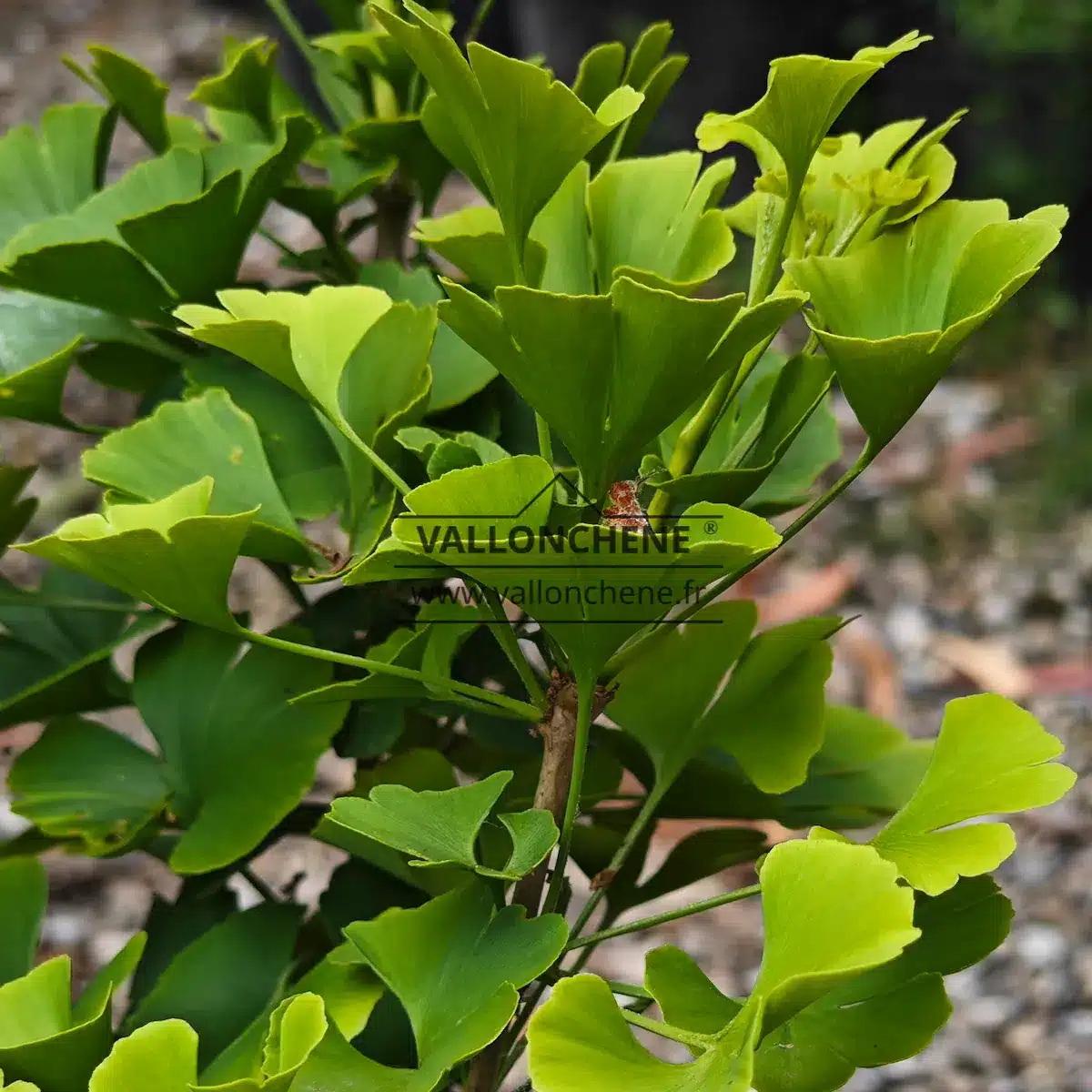 Feuilles vertes joliement dressée du GINKGO biloba 'Mariken'