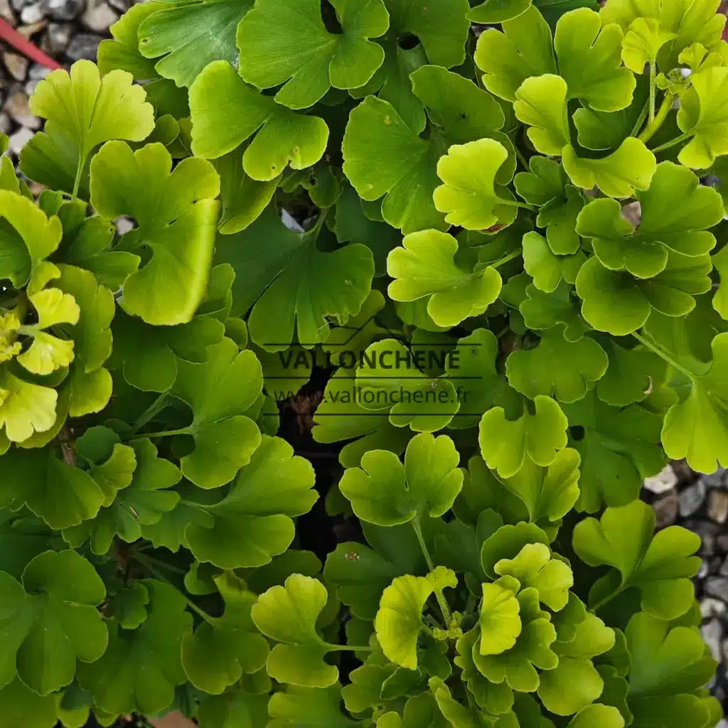 GINKGO biloba 'Mariken'