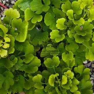 Vue du dessus sur les feuilles du GINKGO biloba 'Mariken'