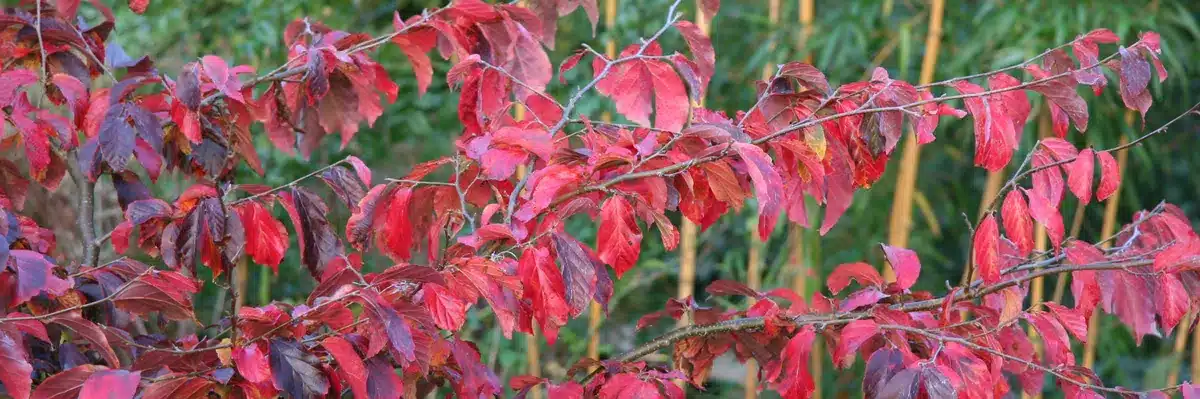Autumn foliage of PARROTIA persica