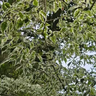 Gros plan sur le feuillage vert panaché de blanc du ZELKOVA serrata 'Variegata'