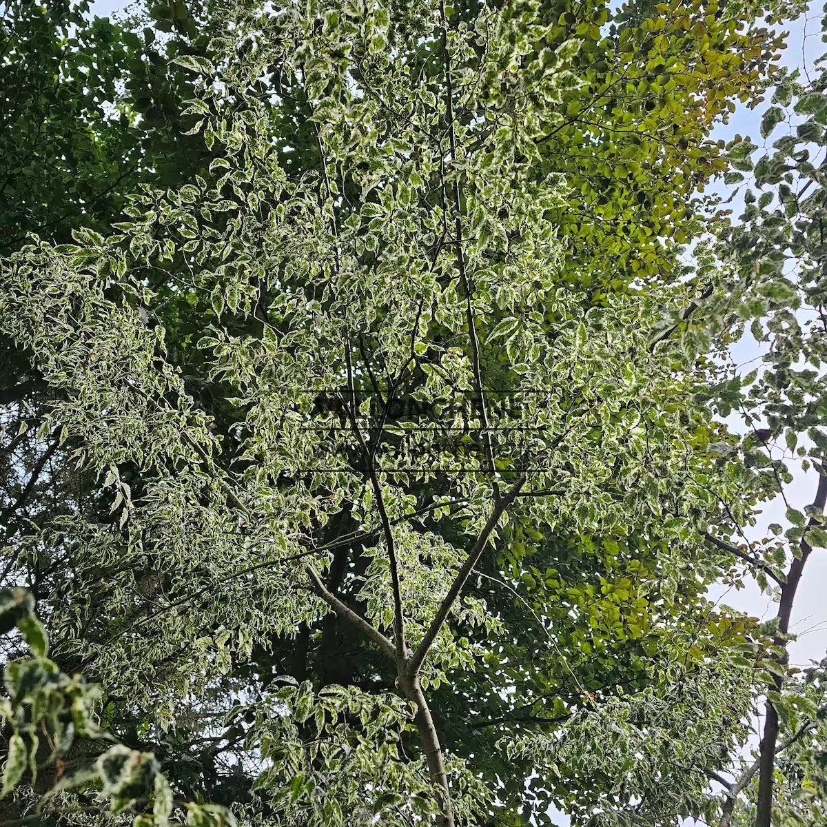 Ravissante vue du dessous des feuilles du ZELKOVA serrata 'Variegata'