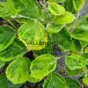 Grünes Frühlingslaub mit gelbem Rand von HAMAMELIS x intermedia 'Double Gold'