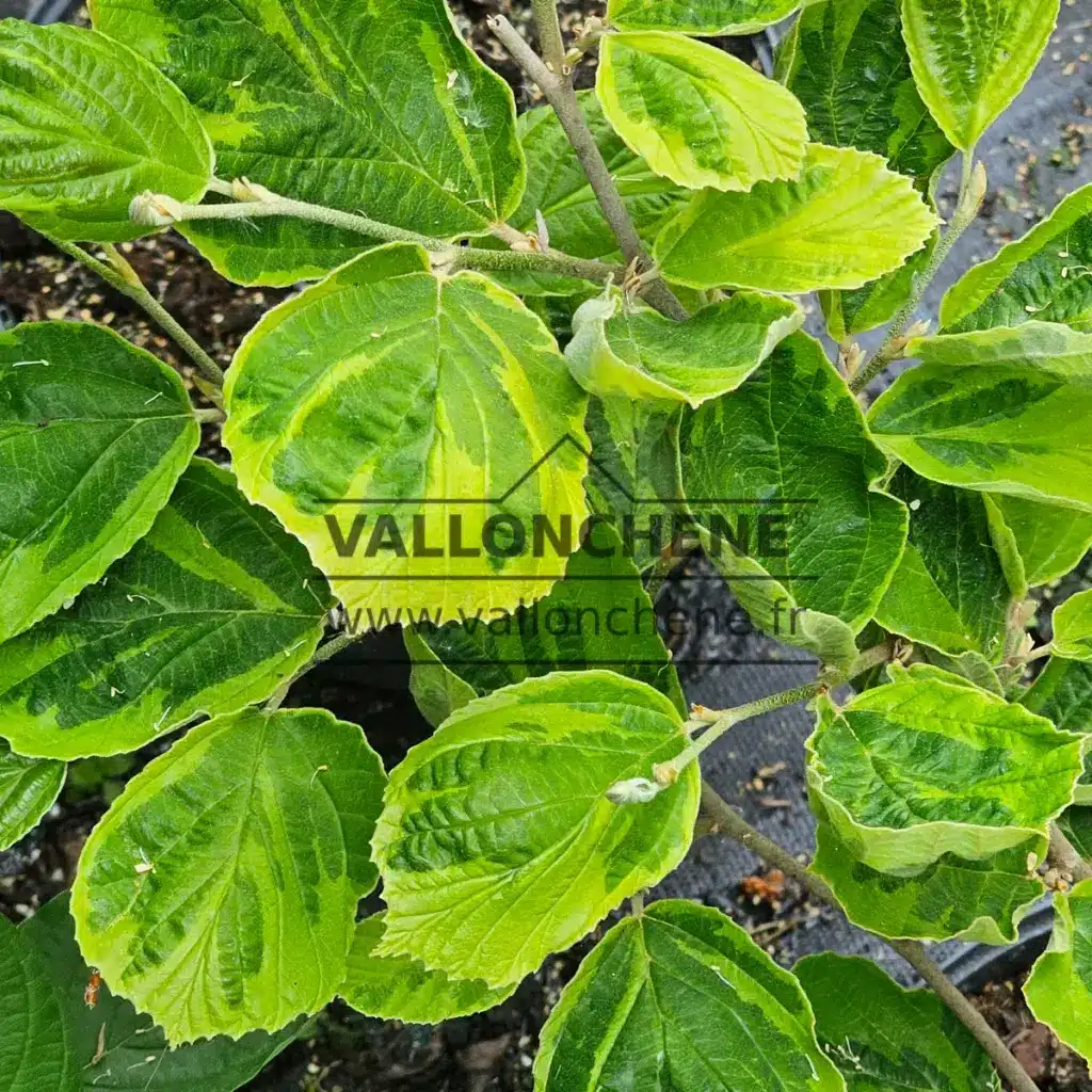 Green foliage with yellow edges of HAMAMELIS x intermedia 'Double Gold' in spring