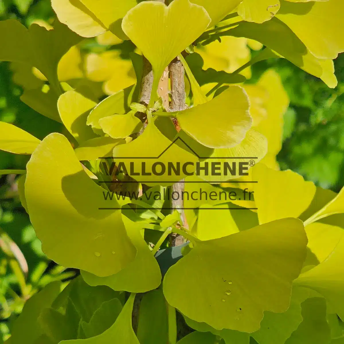 Yellow summer foliage of GINKGO biloba 'Ulrich's Gold'