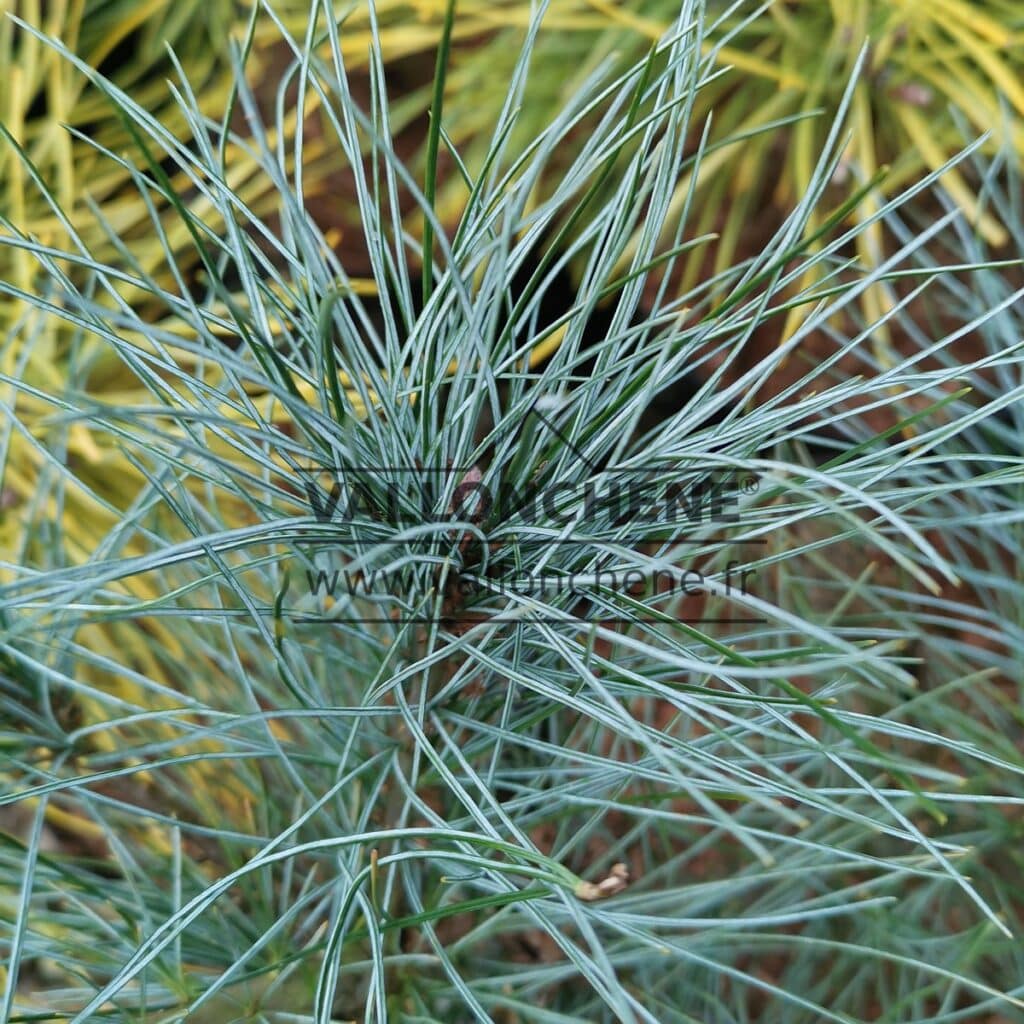 Bluish needles of PINUS strobus 'Blue Clovers'