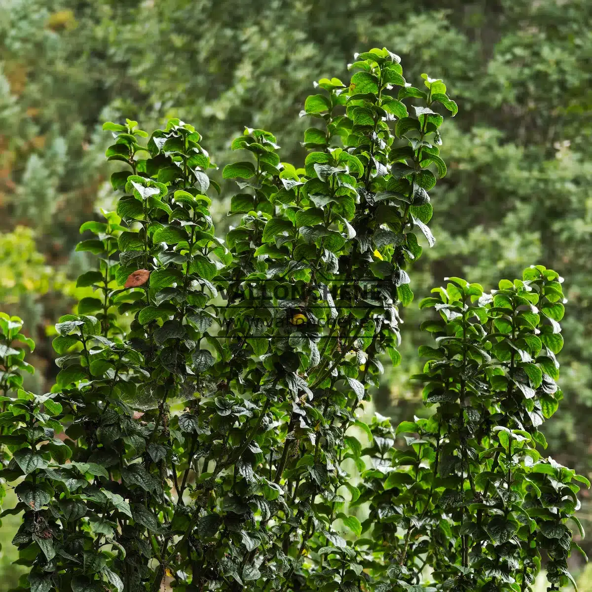 Feuillage d'un vert profond et les branches franchement verticales du CORNUS sanguinea 'Compressa'