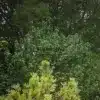 Un CORNUS sanguinea 'Compressa' d'environ 25 ans et d'une hauteur de 2 m Un CORNUS sanguinea 'Compressa' d'environ 25 ans et d'une hauteur de 2 m