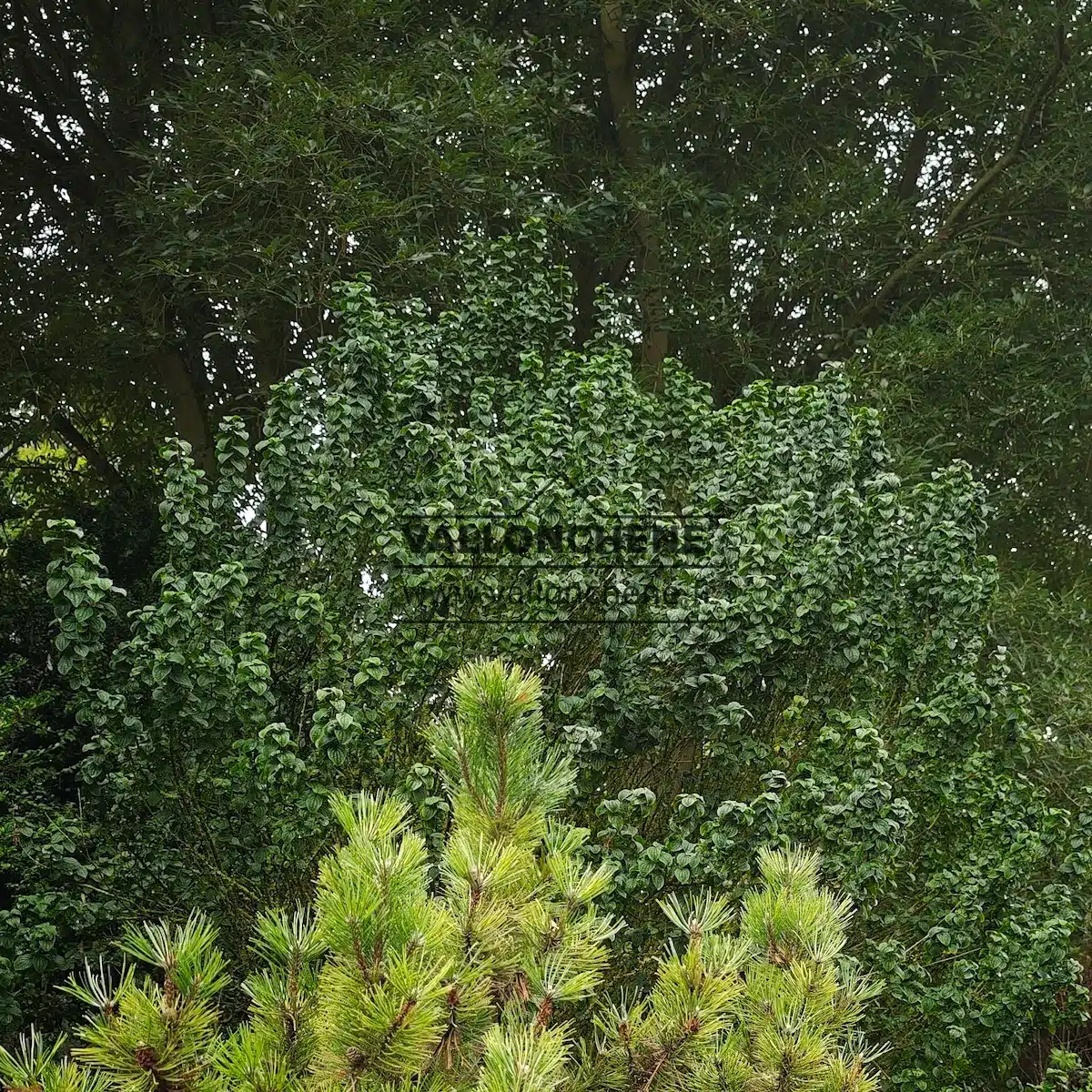 Un CORNUS sanguinea 'Compressa' d'environ 25 ans et d'une hauteur de 2 m