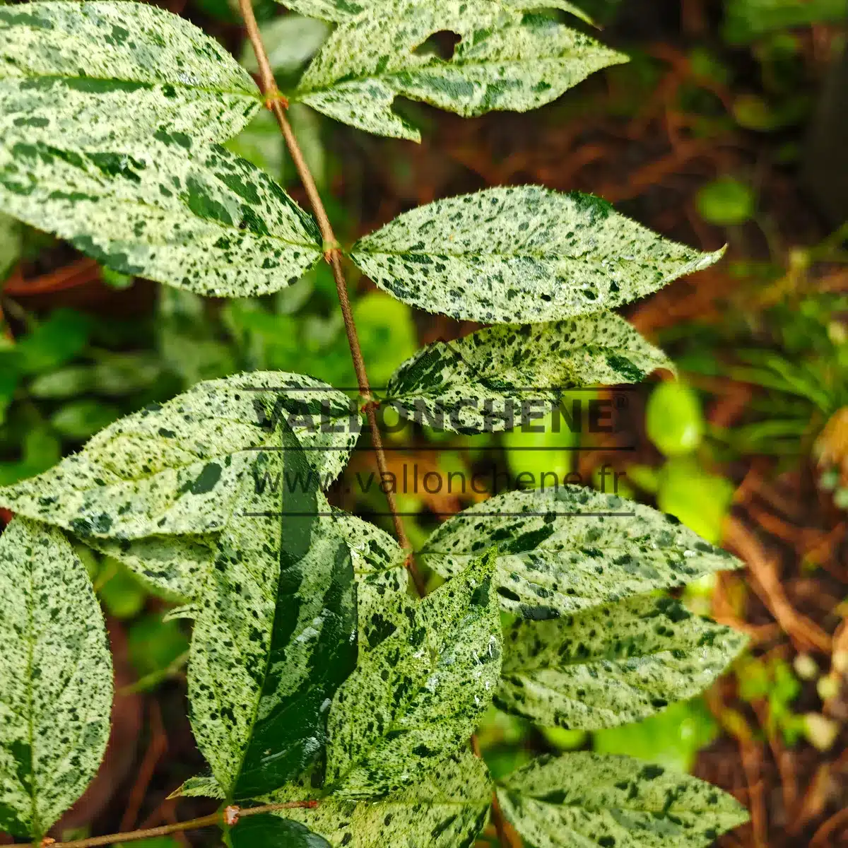 Deutzia scabra 'Punctata' has dark green, spotted summer foliage