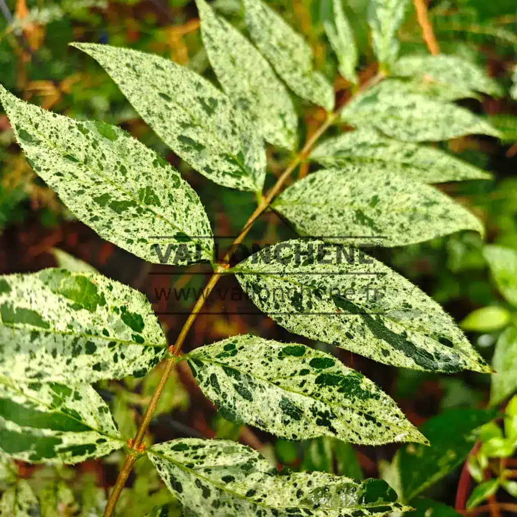 Deutzia scabra 'Punctata' has dark green, spotted summer foliage