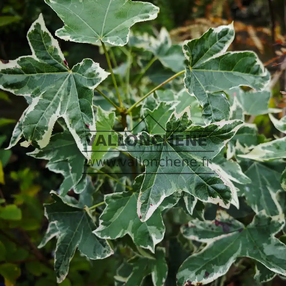 Follaje verde con bordes blancos del LIQUIDAMBAR styraciflua 'Silver King'